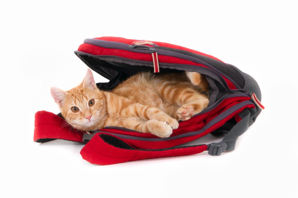Isolated shot of a ginger cat lying in a red backpack looking at camera in front of white background
